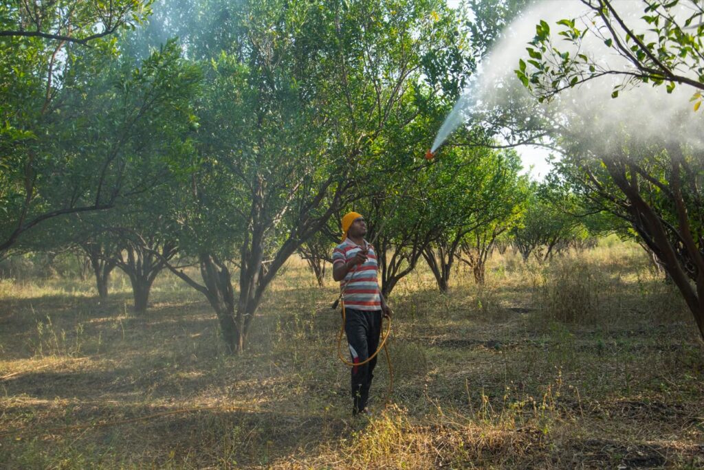 Farmer Spraying Fertilizer On Orange Tree Field