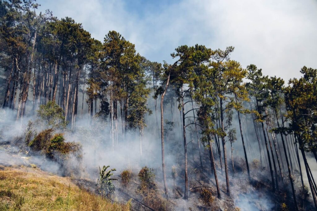 Forest Fire At Mountain Smoke From A Fire