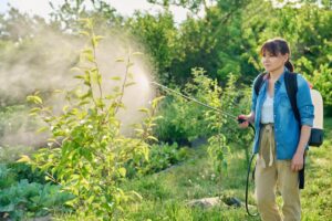 Woman Gardener With Spray Backpack Sprays Pear Tre